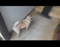 Cautious dog walk backwards to climb stairs