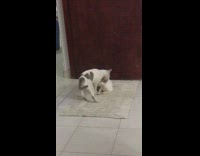 White cat grooming another cat lying down on rug