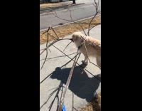 Dog on leash carry tree branch street