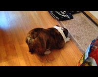 Guilty dog lay on floor stick butt up