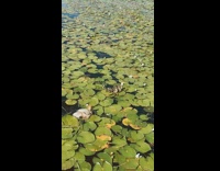 Collab BitchMP - Duck family in lily pad pond