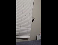 Cat randomly reaches for blinds lift cord 