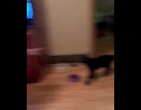 Black cat chase woman attacks her feet