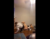 Four dogs stop jump girl WAP dance  