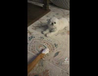 Medicine instructions for dog one eye 