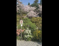 Two women dressed in geisha outfits selfie