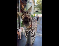 Collab Clips MPUGC - Zebra playing with blower 