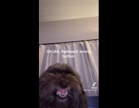 Collab ClipsIG - Camera flips and show dog smile with teeth