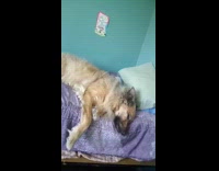 Dog sleeping lays on bed like hooman