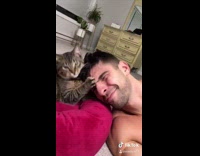Cat chews on hair shirtless guy bed 