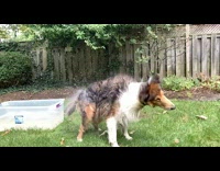 Pet dog dries and shakes body in slow motion