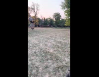 Deer plays fetch with dog