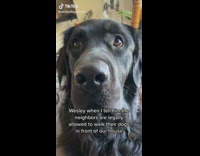 Owner tells dog neighbors are allowed in front of house