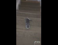 Kitten goes down stairs for first time and falls