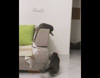 Cat gets head stuck in chips bag