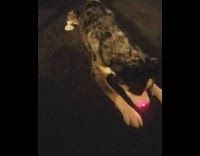 husky chasing laser floor