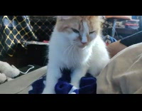 Orange white cat knead on blue blanket