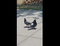 Two pigeons on ground walk around and mate