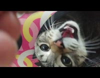 Person give meat to angry cat in cage