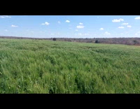 Dogs Play Hide and Seek on Tall Grass Field