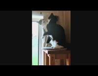 Cat follows other cat on cat tower