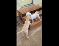 two small dogs one on small steps
