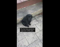Pandemic dog turns 2 years old