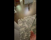 Skinny cat plays fetch 