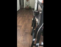 Pet kitten jumps to the table but failed and fell