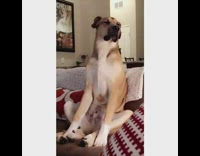 Tan dog sits up on brown couch and falls asleep.