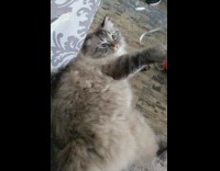 Fluffy cat play with ribbon slow motion