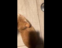 Orange cat meow ask for food compilation