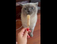 Cat licking popsicle