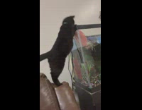 Collab Clips mpugc - Fish hits black cat peaking into tank water