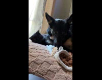 Dog and cat plays on the bed