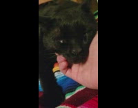 Person petting chin of black cat