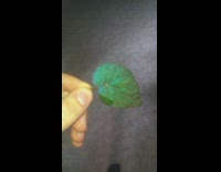 Guy holds shiny iridescent green leaf plant 