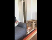 Orange white cat opens door enters room