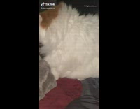 Gizmo the cat lays down in bed 