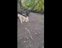 Dog bite and pull hammock net backyard