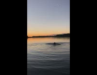 Man Swims at Lake in the Evening