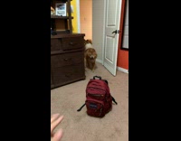 Person in room call and pet brown dog