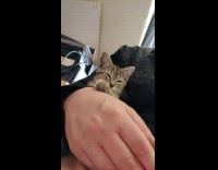 Kitten rests on owners arm 