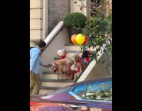 Dogs sit on stairs wear party hat