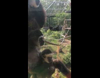 Gibbon monkey calls and sings to each other at the zoo Part 2
