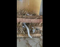 White cat sits inside hay filled crate 