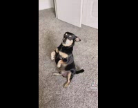 Black dog sits on hind legs