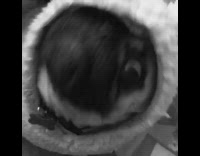 Pug dog wears bunny ears hood 