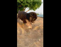 Black brown puppy digs sand green tree