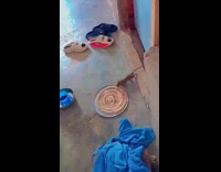 Rat pull pancake on plate on floor